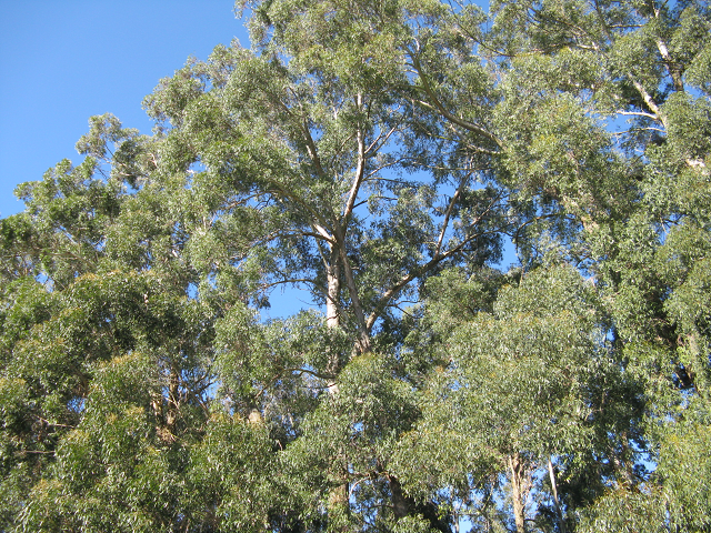 45. Gum trees behind the bowling club, including  Brown Barrel variety. 640x480.png