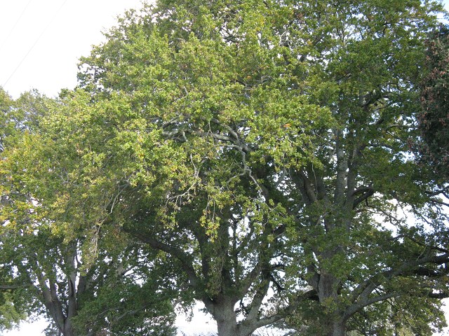 5. English Oak, opp. 1A Bracken St. 640x480.png