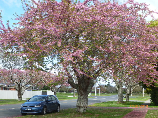 Cambridge Tree Trust - Japanese Cherry