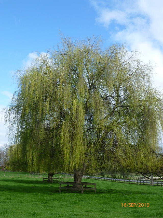 Babylon Weeping Willow