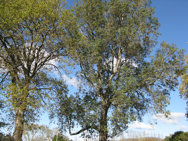 8. Narrow-leaved Ash, 43 Carlyle St. 640x480.png