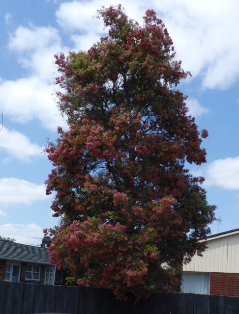 NSW Christmas bush.jpg