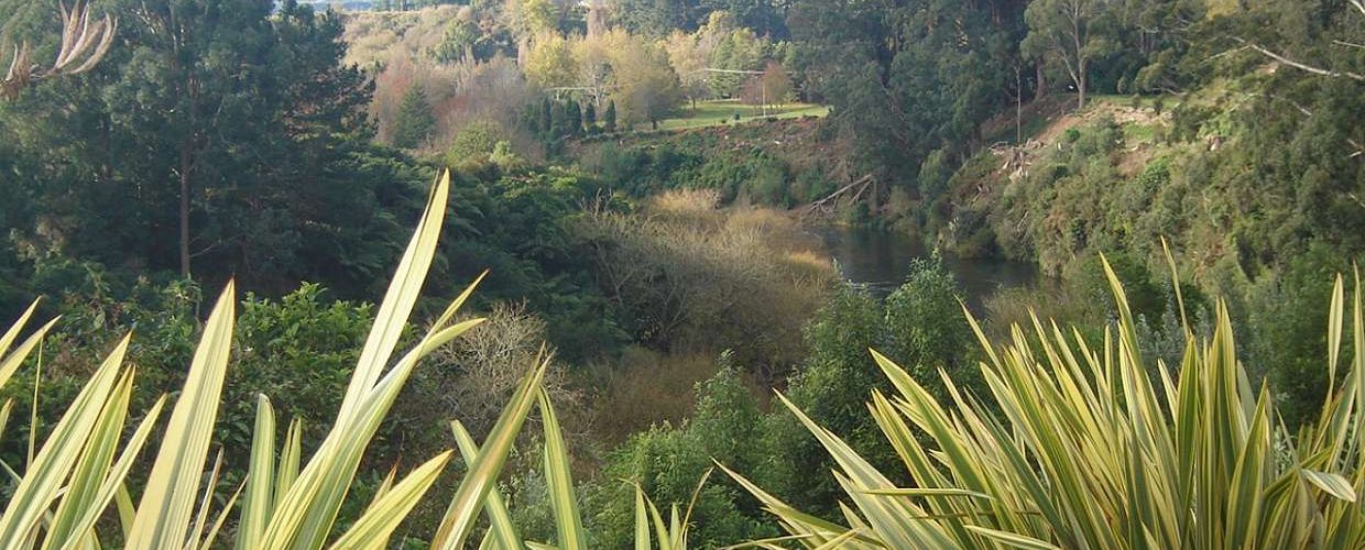 Summer Walks Time to Amble Along the Waikato River Bank